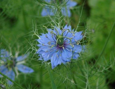Blue Flower with Crooked Antenae (Nigella Damascena)