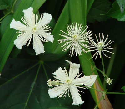 Interesting White Flowers