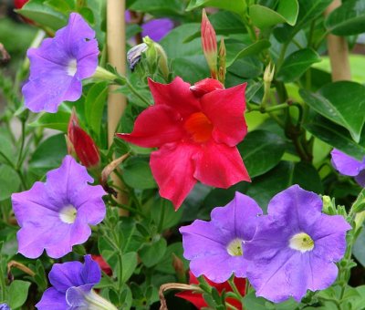 Purple Petunias and a Red Thunbergia Flower