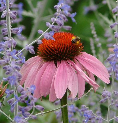 This Bee loves the Echinachea and Russian Sage Garden