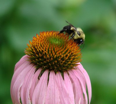 A Bee enjoying Echinachea