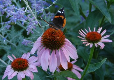 Butterfly in the Garden of Echinacea and Russian Sage