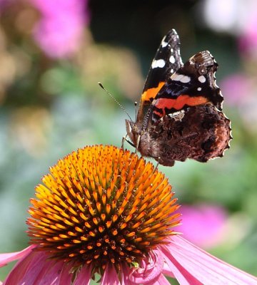 hm   Red Admiral Butterfly