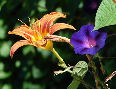 Day Lily and Morning Glory