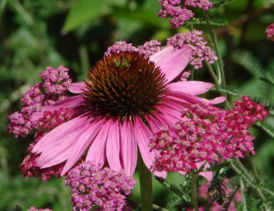 Ecchinacea surrounded by more pink