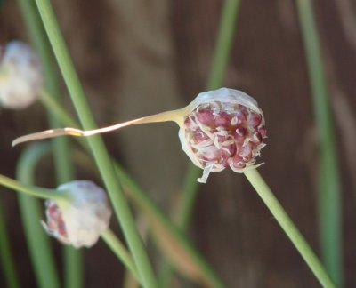 Garlic Seed Pod