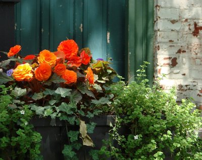 Chinatown Begonias, rustic background