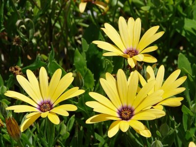 Harbourfront-African Daisy in TV