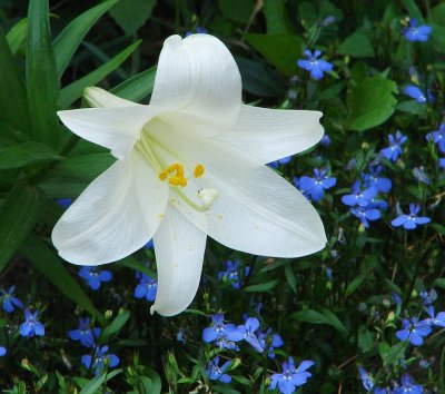 White Lily and Lobelia