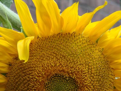 Sunflower - the Sunshine Flower