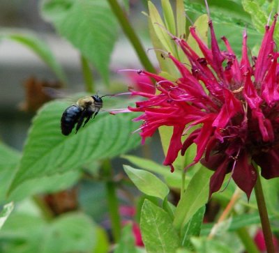 Bee approaching Bee Balm Flower (Monarda Didyma)