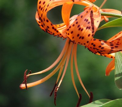 Tiger Lily