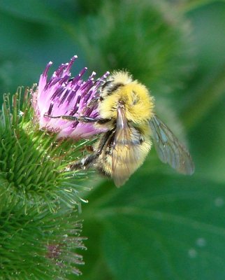 Cabbagetown - A bee at work