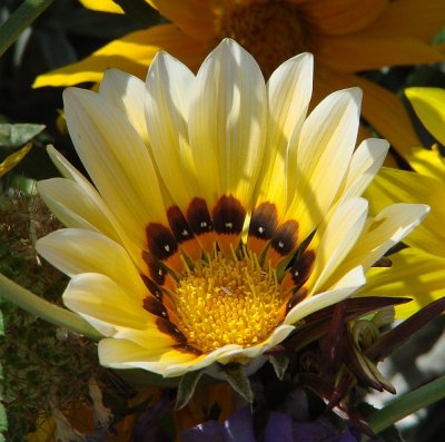 Riverdale Farm - Yellow flower