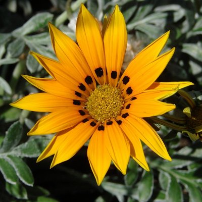 Riverdale Farm - Orange flower