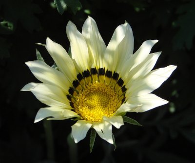 Riverdale Farm - White flower