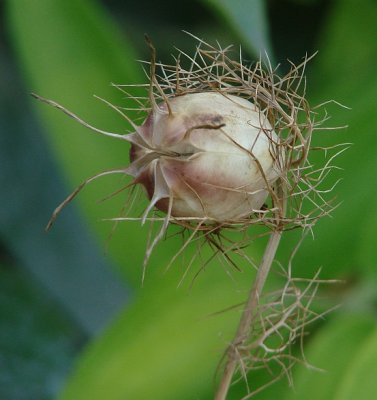 Nigella Seed Pod