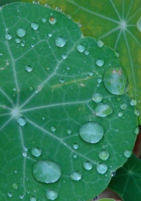 ... A Nasturtium Leaf
