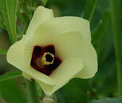 Okra (Gumbo) Flower
