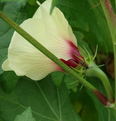 Wasp Checking out the Okra Flower