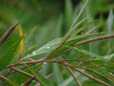 Water Droplets on Leaves