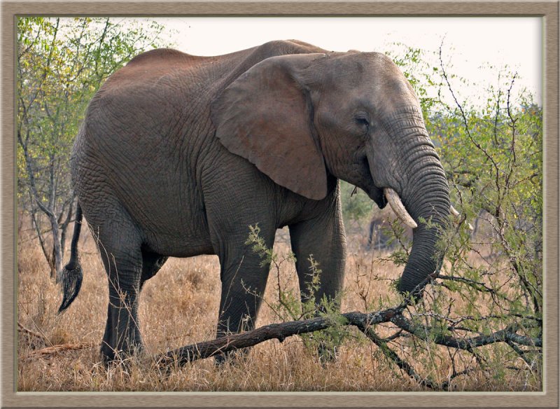 Elephant (0473)