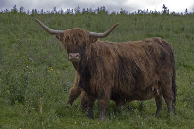 Highland Cattle - (2738)