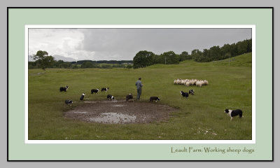 Working sheep dogs (2976)