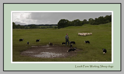 Working sheep dogs (2977)