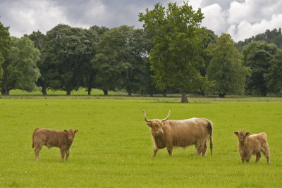 Rothiemurchus Highland Cattle (2961)