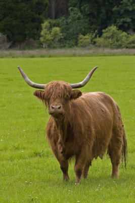 Rothiemurchus Highland  Cattle (2963)