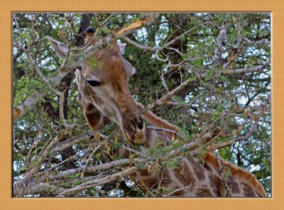 Giraffe in Branch