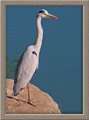 Heron [textured canvas] (0496)