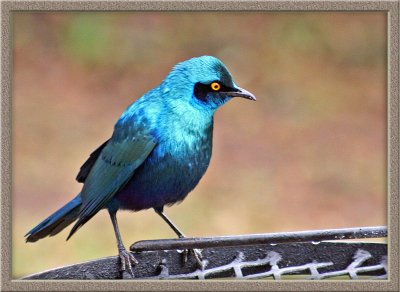 Greater Blue-eared  Starling (0632)