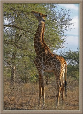 Giraffe (0455)