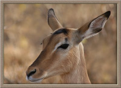 Impala ewe up close (0436)