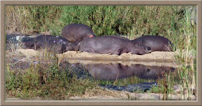Even Hippos need some time to reflect  (0490)