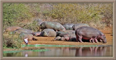 Hippos (0530)