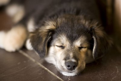 Tired puppy