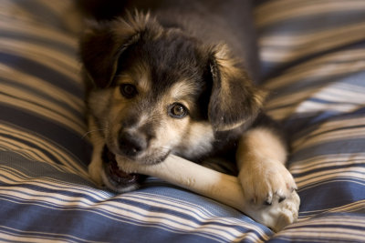 Conquering the Souper nylabone...