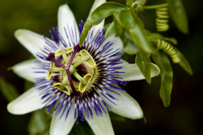 Passion flower