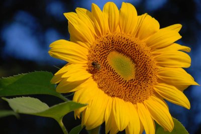 beesy.jpg