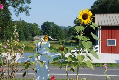 Late summer3.jpg