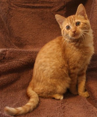 Moore kitten