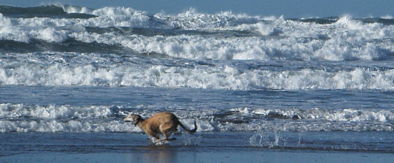 Widemouth Bay and the surf is up...