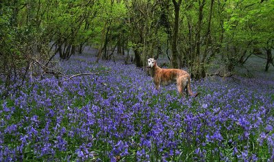 In Bluebell Wood  with 'Angel'