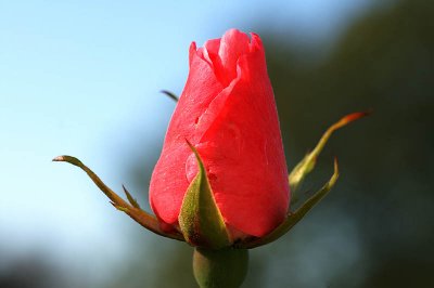 LastRoseBud.jpg