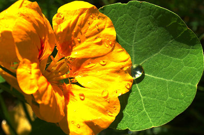RainOnNasturtium.jpg