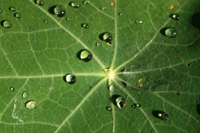 Raindrops on nasturtium leaf