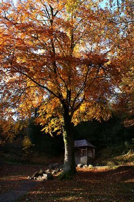 Autumn Glory in Okehampton Park